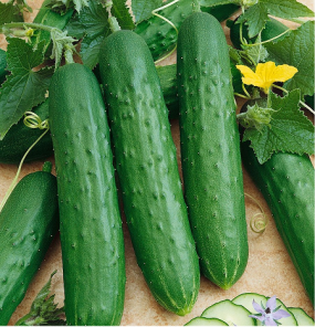 Hạt giống dưa chuột nếp - Ảnh 1